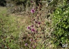 <i>Mimosa ramulosa</i> Benth. [Fabaceae]