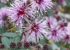 <i>Mimosa terribilis</i> Marchiori & Sobral ex Schmidt-Silveira & Miotto [Fabaceae]