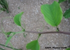 <i>Passiflora alata</i> Curtis [Passifloraceae]