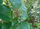 <i>Passiflora alata</i> Curtis [Passifloraceae]