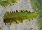 <i>Lygodium volubile</i> Sw. [Lygodiaceae]