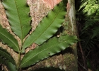 <i>Danaea geniculata</i> Raddi [Marattiaceae]