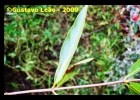 <i>Cephalanthus glabratus</i> (Spreng.) K.Schum. [Rubiaceae]