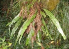 <i>Campyloneurum rigidum</i> Sm. [Polypodiaceae]