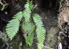 <i>Ceradenia albidula</i> (Baker) L.E.Bishop [Polypodiaceae]
