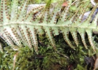 <i>Ceradenia albidula</i> (Baker) L.E.Bishop [Polypodiaceae]
