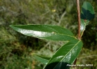 <i>Cephalanthus glabratus</i> (Spreng.) K.Schum. [Rubiaceae]