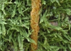 <i>Microgramma percussa</i> (Cav.) de la Sota [Polypodiaceae]