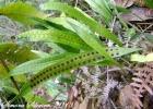 <i>Microgramma percussa</i> (Cav.) de la Sota [Polypodiaceae]