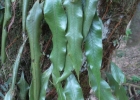 <i>Microgramma percussa</i> (Cav.) de la Sota [Polypodiaceae]