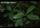 <i>Ilex paraguariensis</i> A. St.-Hil. [Aquifoliaceae]