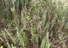 <i>Pleopeltis lepidopteris</i> (Langsd. & Fisch.) de la Sota [Polypodiaceae]