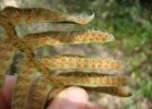 <i>Pleopeltis lepidopteris</i> (Langsd. & Fisch.) de la Sota [Polypodiaceae]