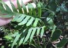 <i>Pleopeltis pleopeltifolia</i> (Raddi) Alston [Polypodiaceae]