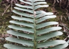<i>Serpocaulon catharinae</i> (Langsd. & Fisch.) A.R.Sm. [Polypodiaceae]