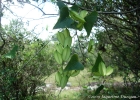 <i>Dioscorea multiflora</i> Griseb. [Dioscoreaceae]