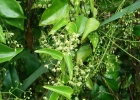 <i>Ditassa burchellii</i> Hook. & Arn. [Apocynaceae]