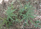 <i>Adiantopsis radiata</i> (L.) Fée [Pteridaceae]
