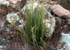 <i>Cheilanthes micropteris</i> Sw. [Pteridaceae]