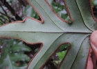 <i>Doryopteris patula</i> Fée [Pteridaceae]