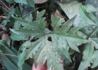 <i>Doryopteris pentagona</i> Pic.Serm. [Pteridaceae]