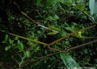 <i>Forsteronia thyrsoidea</i> (Vell.) Müll. Arg. [Apocynaceae]