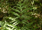 <i>Pteris denticulata</i> Sw. [Pteridaceae]