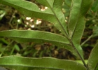 <i>Pteris denticulata</i> Sw. [Pteridaceae]