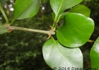 <i>Pisonia aculeata</i> L. [Nyctaginaceae]