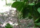 <i>Pisonia aculeata</i> L. [Nyctaginaceae]