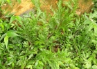 <i>Selaginella sulcata</i> (Desv. ex Poir.) Spring [Selaginellaceae]