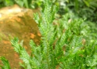 <i>Selaginella sulcata</i> (Desv. ex Poir.) Spring [Selaginellaceae]