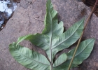 <i>Tectaria incisa</i> Cav. [Tectariaceae]