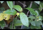 <i>Prestonia coalita</i> (Vell.) Woodson [Apocynaceae]