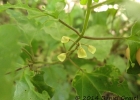 <i>Scutellaria uliginosa</i> A.St.-Hil. ex Benth. [Lamiaceae]