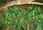 <i>Scutellaria uliginosa</i> A.St.-Hil. ex Benth. [Lamiaceae]