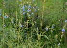 <i>Salvia uliginosa</i> Benth. [Lamiaceae]