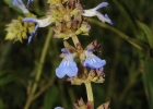 <i>Salvia uliginosa</i> Benth. [Lamiaceae]