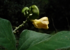 <i>Vigna adenantha</i> (G. Mey.) Maréchal, Mascherpa & Stainier  [Fabaceae]