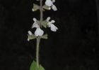 <i>Salvia cordata</i> Benth. [Lamiaceae]