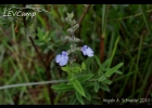 <i>Salvia borjensis</i> E.P.Santos [Lamiaceae]