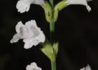 <i>Rhabdocaulon gracile</i> (Benth.) Epling [Lamiaceae]