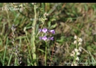 <i>Rhabdocaulon gracile</i> (Benth.) Epling [Lamiaceae]