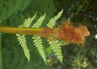 <i>Dicksonia sellowiana</i> Hook. [Dicksoniaceae]