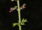 <i>Ocimum nudicaule</i> Benth. [Lamiaceae]