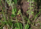 <i>Ocimum nudicaule</i> Benth. [Lamiaceae]
