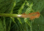 <i>Dicksonia sellowiana</i> Hook. [Dicksoniaceae]
