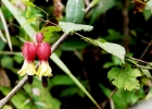 <i>Abutilon vexillarium</i> E. Morren [Malvaceae]