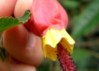 <i>Abutilon vexillarium</i> E. Morren [Malvaceae]