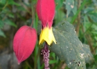 <i>Abutilon vexillarium</i> E. Morren [Malvaceae]